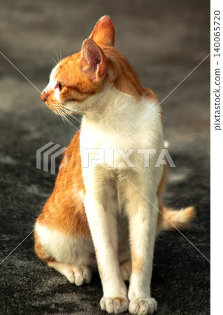 An orange cat gazing calmly indicates alertness and observation. An orange cat gazing calmly indicates alertness and observation. 140065720