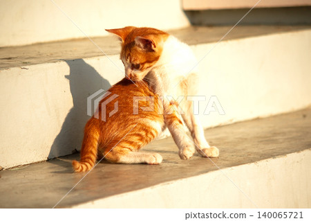 An orange cat gazing calmly indicates alertness and observation. An orange cat gazing calmly indicates alertness and observation. 140065721