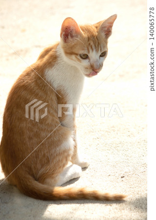 An orange cat is sitting and gazing calmly. An orange cat is sitting and gazing calmly. 140065778