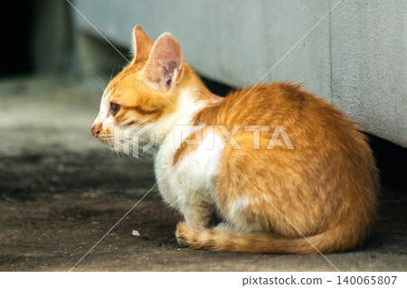 An orange cat is sitting and gazing calmly. An orange cat is sitting and gazing calmly. 140065807