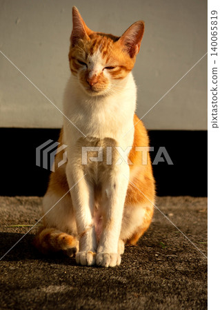 An orange cat is sitting and gazing calmly. An orange cat is sitting and gazing calmly. 140065819