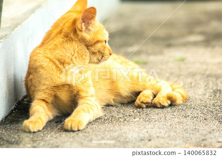An orange cat is sitting and gazing calmly. An orange cat is sitting and gazing calmly. 140065832