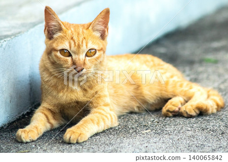 An orange cat is sitting and gazing calmly. An orange cat is sitting and gazing calmly. 140065842