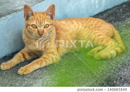 An orange cat is sitting and gazing calmly. An orange cat is sitting and gazing calmly. 140065849