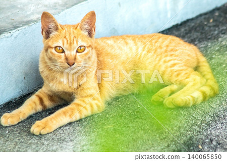 An orange cat is sitting and gazing calmly. An orange cat is sitting and gazing calmly. 140065850