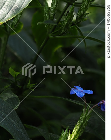 A blue flower of Verbena bonariensis, adorned with dewdrops, captured using macro depth stacking. A blue flower of Verbena bonariensis, adorned with dewdrops, captured using macro depth stacking. 140065859