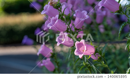 Campanula Campanula 140065895