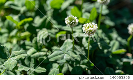 White clover White clover 140065896