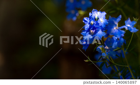 Delphinium 140065897