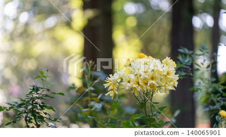 Rose of Sagamihara Kita Park Rose of Sagamihara Kita Park 140065901