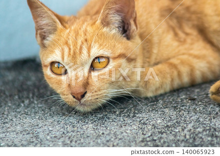 An orange kitten lies peacefully on the floor. An orange kitten lies peacefully on the floor. 140065923