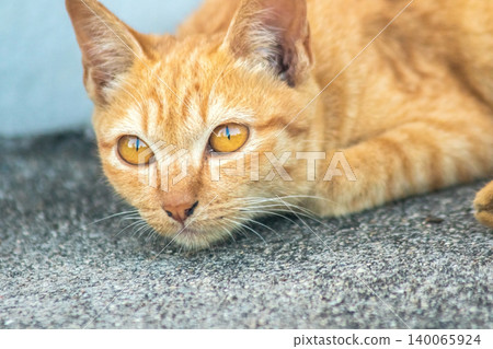 An orange kitten lies peacefully on the floor. 140065924