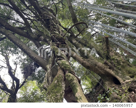 Thick vines entwined around giant trees and a moss-covered forest landscape. 140065957