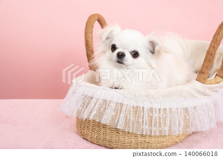 Ryan the Chihuahua in a pink bag and bed Ryan the Chihuahua in a pink bag and bed 140066018