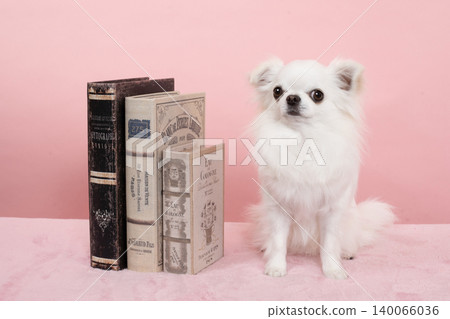 A pink bag, a book, and Ryan the Chihuahua A pink bag, a book, and Ryan the Chihuahua 140066036