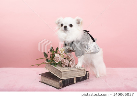A pink bag, a book, roses, and Ryan the Chihuahua A pink bag, a book, roses, and Ryan the Chihuahua 140066037