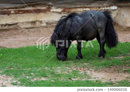 The black dwarf horse in the garden The black dwarf horse in the garden 140066038