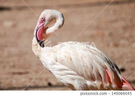 Close up flamingo in garden at thailand Close up flamingo in garden at thailand 140066045