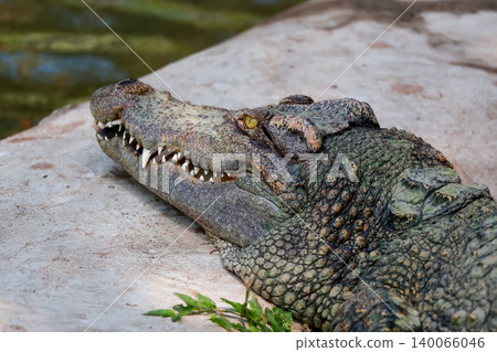 The crocodile is show head near the river 140066046