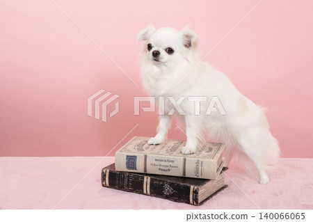 A pink bag, a book, and Ryan the Chihuahua A pink bag, a book, and Ryan the Chihuahua 140066065