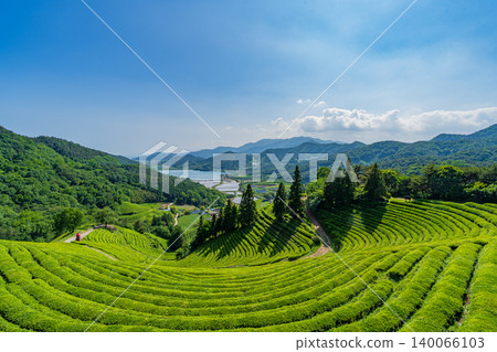 湛藍的天空和美麗的茶園 140066103