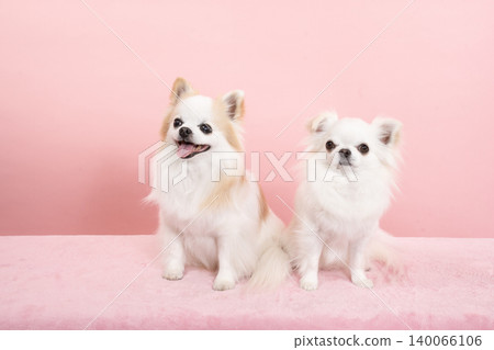 Sammy and Ryan the smiling chihuahuas with a pink bag Sammy and Ryan the smiling chihuahuas with a pink bag 140066106