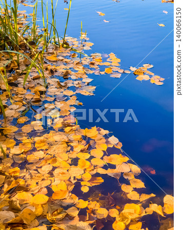 Yellow autumn leaves floating on blue water surface with green reeds at pond edge in fall season Yellow autumn leaves floating on blue water surface with green reeds at pond edge in fall season 140066150