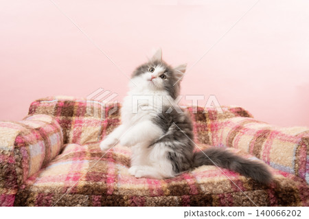 A Norwegian Forest Cat kitten playing with a pink bag and a cat toy. A Norwegian Forest Cat kitten playing with a pink bag and a cat toy. 140066202