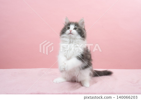 A Norwegian Forest Cat kitten standing up against a pink background. A Norwegian Forest Cat kitten standing up against a pink background. 140066203