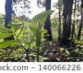 鋸齒天南星（天南星屬）是一種野生山地植物，靜靜地生長在鬱鬱蔥蔥的森林中。 140066226