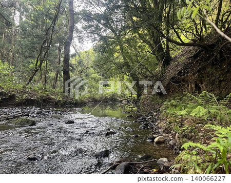 A beautiful scene of a lush green stream and a quiet brook, with sunlight filtering through the trees. 140066227