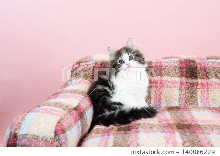 Pink back and sitting Norwegian Forest Cat kitten Pink back and sitting Norwegian Forest Cat kitten 140066229