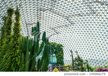 Cacti blooming in a greenhouse Cacti blooming in a greenhouse 140066279