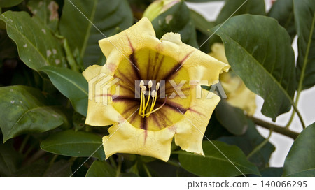 yellow angel's trumpet yellow angel's trumpet 140066295