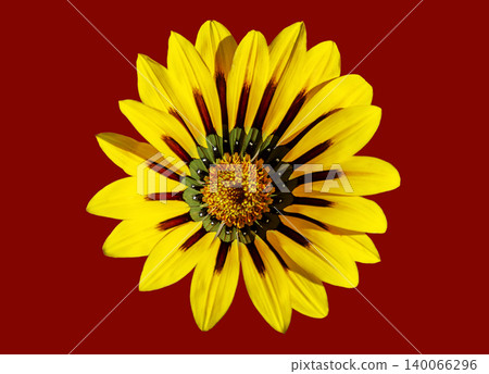 yellow blossom of a gazania yellow blossom of a gazania 140066296