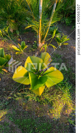 Young green fan palm tree in agricultural land under sunlight, exotic tropical botanical plant in indonesian farm estate Young green fan palm tree in agricultural land under sunlight, exotic tropical botanical plant in indonesian farm estate 140066307