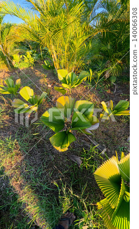 Young green fan palm tree in agricultural land under sunlight, exotic tropical botanical plant in indonesian farm estate Young green fan palm tree in agricultural land under sunlight, exotic tropical botanical plant in indonesian farm estate 140066308