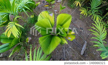 Young green fan palm tree in agricultural land under sunlight, exotic tropical botanical plant in indonesian farm estate Young green fan palm tree in agricultural land under sunlight, exotic tropical botanical plant in indonesian farm estate 140066321