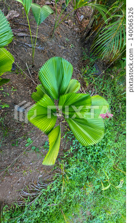 Young green fan palm tree in agricultural land under sunlight, exotic tropical botanical plant in indonesian farm estate Young green fan palm tree in agricultural land under sunlight, exotic tropical botanical plant in indonesian farm estate 140066326