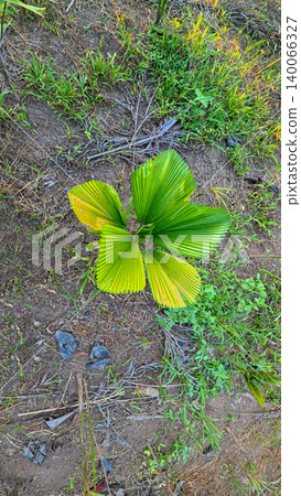 Young green fan palm tree in agricultural land under sunlight, exotic tropical botanical plant in indonesian farm estate Young green fan palm tree in agricultural land under sunlight, exotic tropical botanical plant in indonesian farm estate 140066327