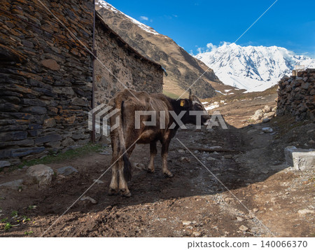 A lone brown calf in Ushguli, Georgia. A lone brown calf in Ushguli, Georgia. 140066370