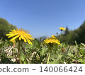 明亮的黃色蒲公英花朵向藍天盛開 140066424