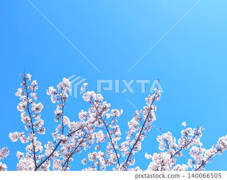 湛藍的天空映襯著盛開的櫻花枝。 （留白處可添加文字） 140066505