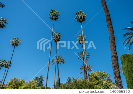 Tall Palm Trees Tall Palm Trees 140066550
