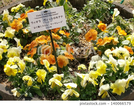 Viola flowers Viola flowers 140066579