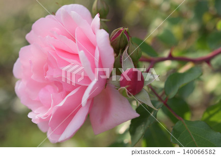 Pink rose blossoms and red buds waiting to bloom 140066582