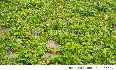 Dense green water hyacinth weed covering river water surface background Dense green water hyacinth weed covering river water surface background 140066689