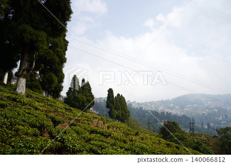 Panoramic view of scenic tea plantation slopes with Darjeeling town in the background Panoramic view of scenic tea plantation slopes with Darjeeling town in the background 140066812