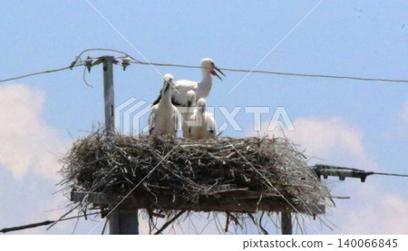 Stork 140066845