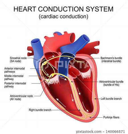 Heart conduction system. Cardiac conduction. Cross section of human heart 140066871